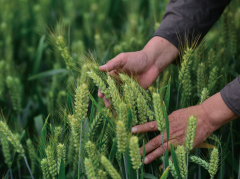 满是国度粮食从权的主要构成部门